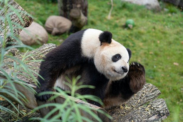 Comment planifier une expédition pour observer les pandas géants en Chine?
